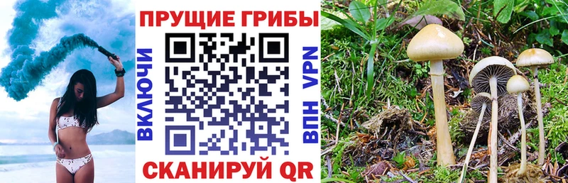 Купить  Сысерть  Галлюциногенные грибы прущие грибы 